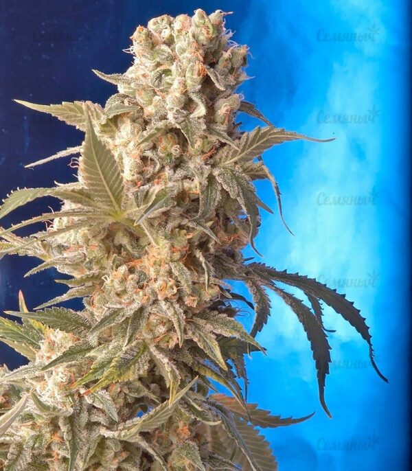 Семена сорта Amnesia Haze (Victory Seeds) — изображение 8