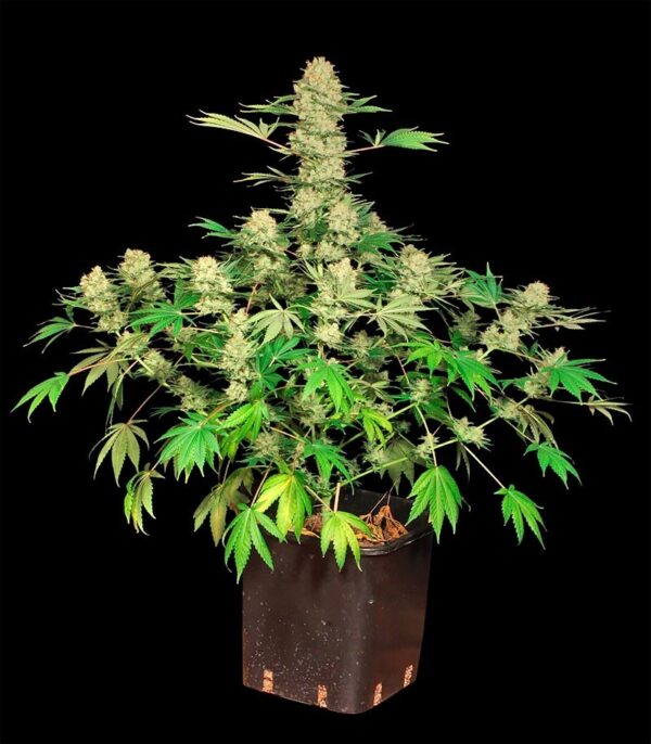 Семена сорта Amnesia Haze (Victory Seeds) — изображение 5