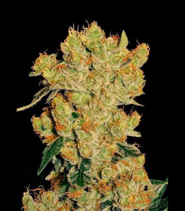Семена сорта Amnesia Haze (Victory Seeds) — изображение 9
