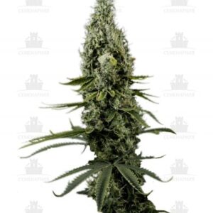 Arjan's Haze #3 fem (GHS)