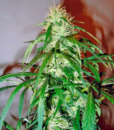 Mango Haze (Arjan's Ultra Haze #2) fem (GHS) семена конопли — изображение 5