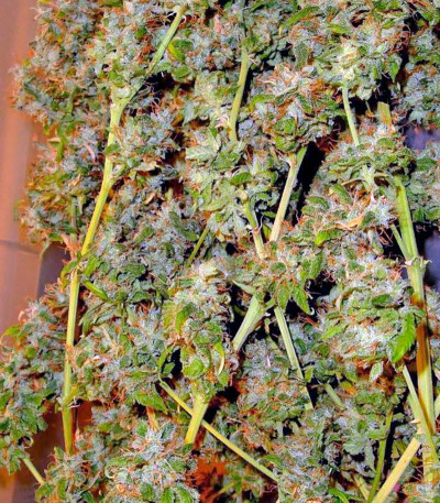 Mango Haze (Arjan's Ultra Haze #2) fem (GHS) семена конопли — изображение 4