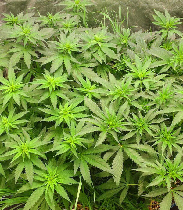 Blue Sunset Sherbert fem (Barney's Farm) семена конопли — изображение 3