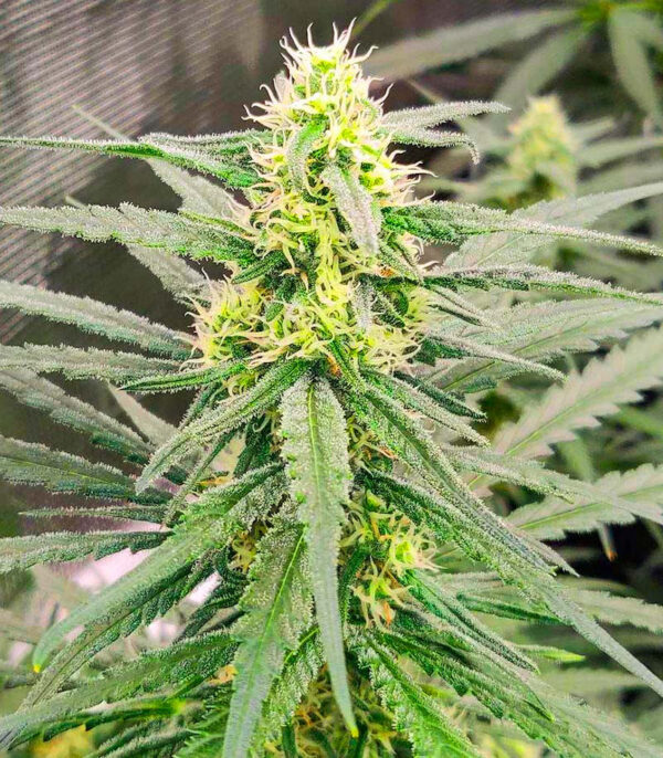 Blue Sunset Sherbert fem (Barney's Farm) семена конопли — изображение 5