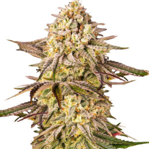 Blue Sunset Sherbert fem (Barney's Farm) семена конопли
