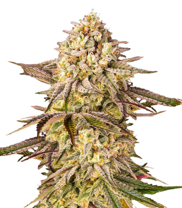 Blue Sunset Sherbert fem (Barney's Farm) семена конопли