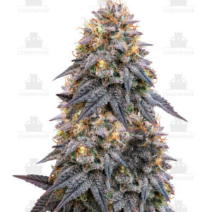Biscotti Mintz fem (Barney's Farm)