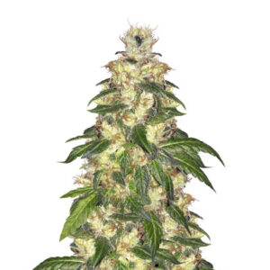 Blue Gelato 41 fem (Barney's Farm) семена конопли
