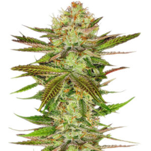 Chocolate Wafflez fem (Paradise Seeds) семена конопли