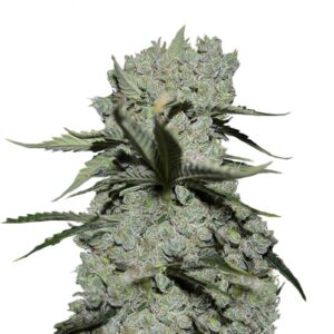 Семена сорта Critical Kush (Barney's Farm)