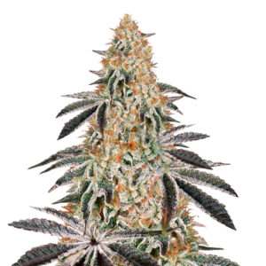 Dark Phoenix fem (GHS)
