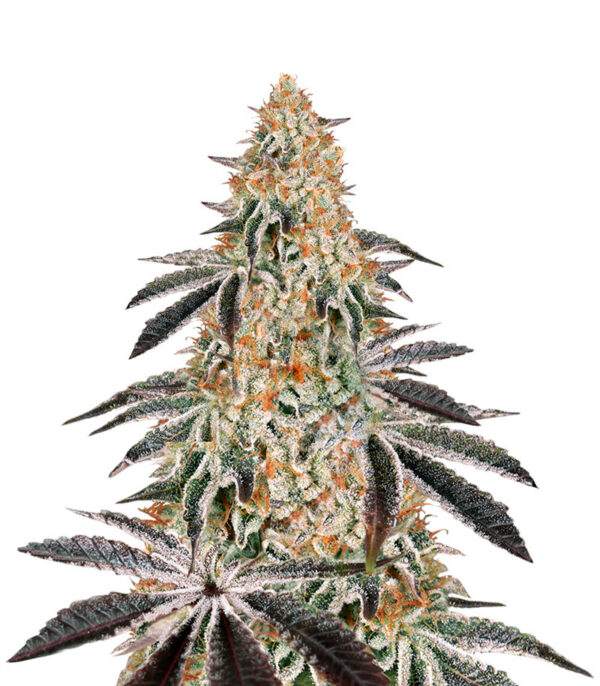 Dark Phoenix fem (GHS)