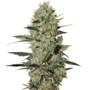 Семена сорта Exodus Cheese Auto (GHS)
