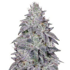 Franco's Lemon Cheese fem (GHS) семена конопли