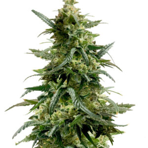 Gary Payton fem (Barney's Farm) семена конопли