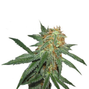 Семена сорта Great White Shark (GHS)
