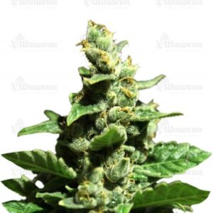Green-O-Matic auto семена конопли