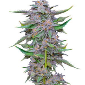 Lemon Cherry Gelato fem (Barney's Farm) семена конопли