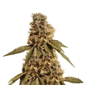 LSD fem (Barney's Farm)