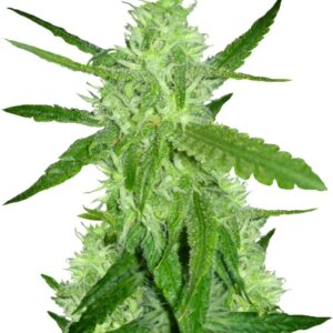 Lemon Skunk fem (GHS) семена конопли