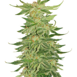 Mimosa Evo fem (Barney's Farm) семена конопли
