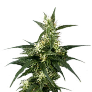 Neville's Haze fem (GHS)