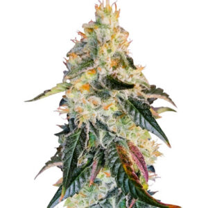Purple Punch X Lemon Drizzle fem (Barney's Farm) семена конопли