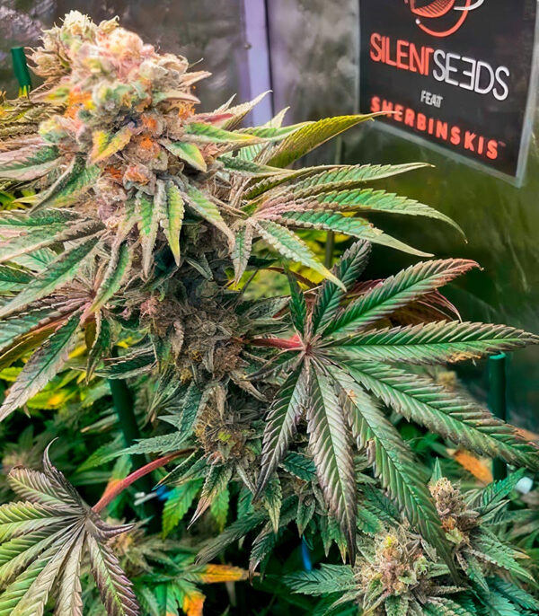 Pink Sunset by Sherbinskis fem (Silent Seeds) семена конопли — изображение 4