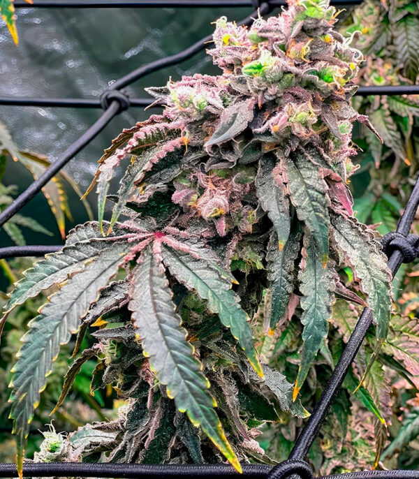Polar Gelato by Sherbinskis fem (Silent Seeds) семена конопли — изображение 3
