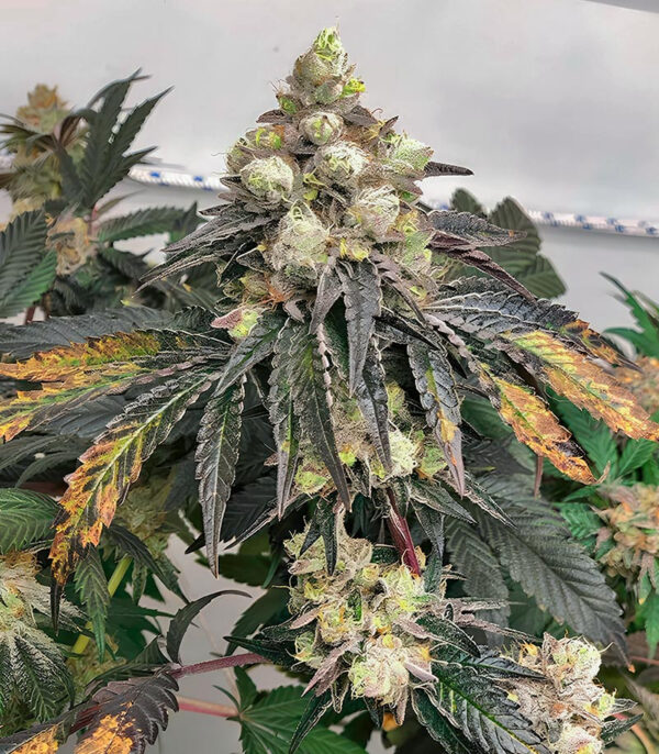 Polar Gelato by Sherbinskis fem (Silent Seeds) семена конопли — изображение 4