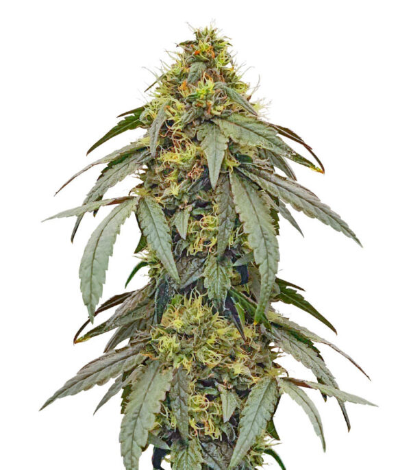 Polar Gelato by Sherbinskis fem (Silent Seeds) семена конопли