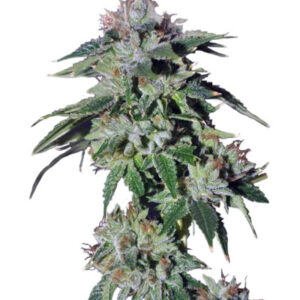 Pure Kush fem (GHS) семена конопли