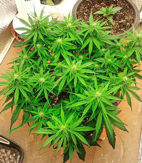 Runtz Auto fem (Barney's Farm) — изображение 4