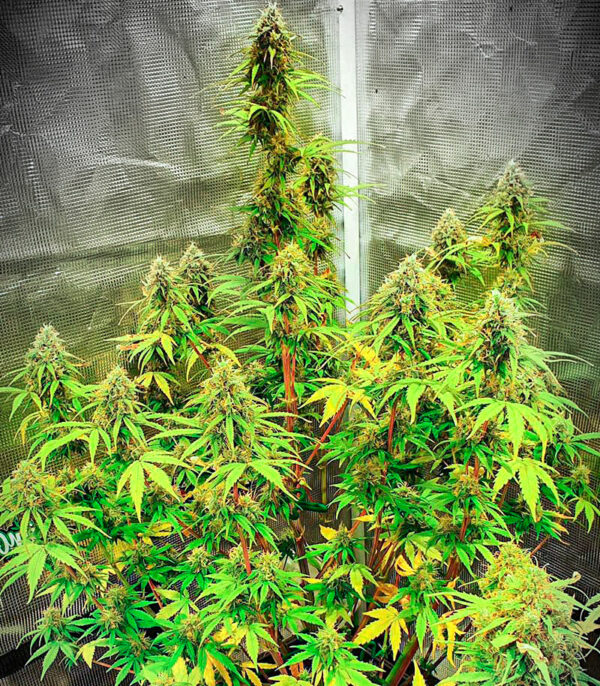 Runtz Auto fem (Barney's Farm) — изображение 5