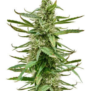 Runtz Auto fem (Barney's Farm)