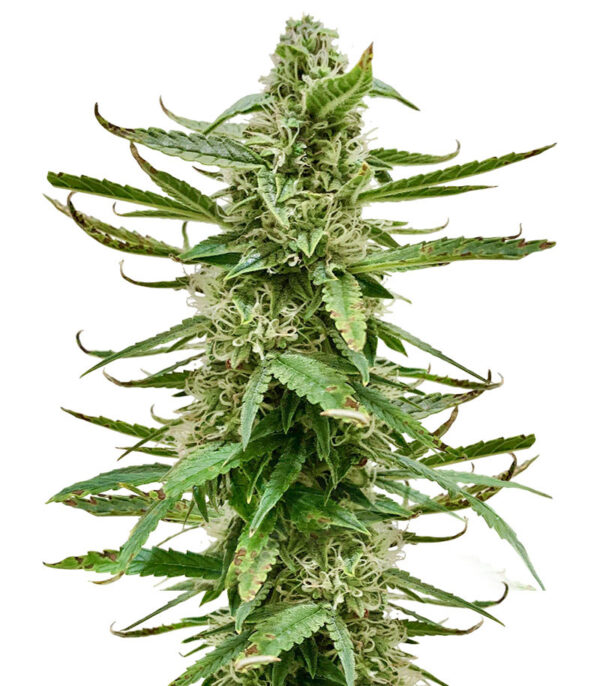 Runtz Auto fem (Barney's Farm)