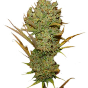 Super Silver Haze fem (GHS) семена конопли