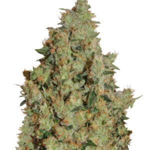 Tangerine Dream fem (Barney's Farm)