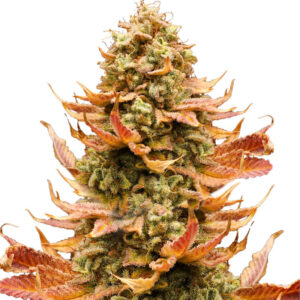 Watermelon Zkittlez fem (Barney's Farm) семена конопли