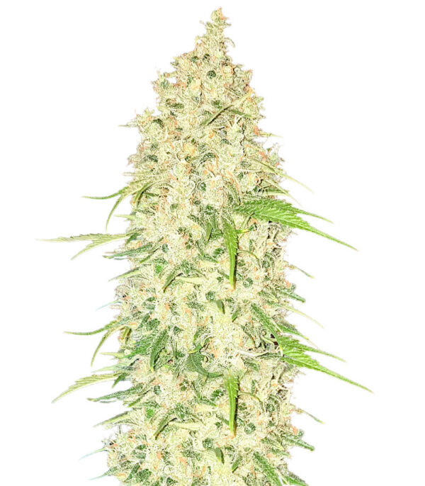 Watermelon Zkittlez Auto fem (Barney's Farm) семена конопли