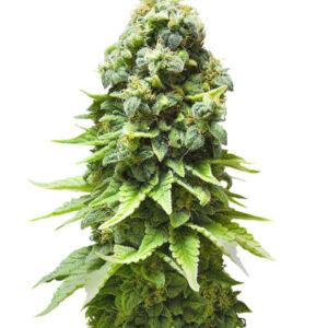 White Widow fem (GHS)