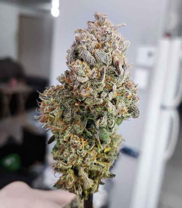 Apricot Auto fem (FastBuds) семена конопли — изображение 3