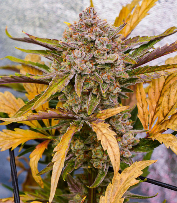 Apricot Auto fem (FastBuds) семена конопли — изображение 4