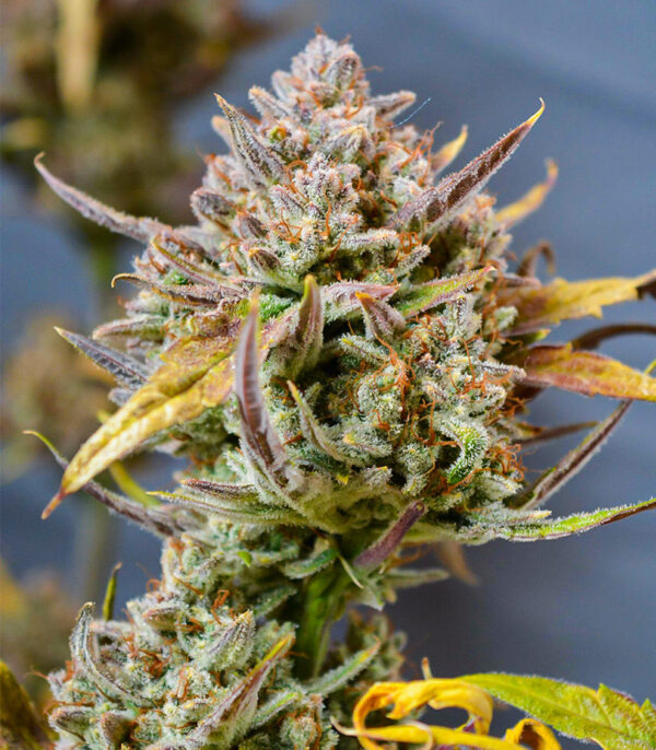 Apricot Auto fem (FastBuds) семена конопли — изображение 5