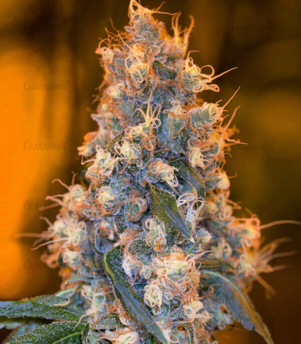 Семена сорта Blow Dream (Victory Seeds) — изображение 4
