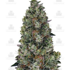 Glookies fem (Barney's Farm)