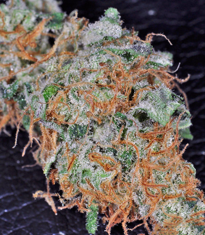 King’s Kush fem (GHS) семена конопли — изображение 5