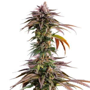 Kush Mintz fem (Barney's Farm) семена конопли