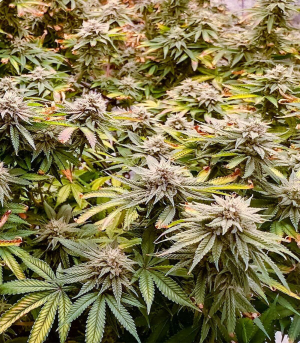 Lemon Orange fem (GHS) семена конопли — изображение 3