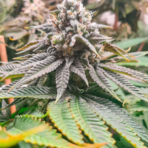 Lemon Orange fem (GHS) семена конопли